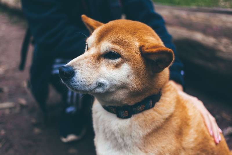 smiling, doge, усмивка, куче