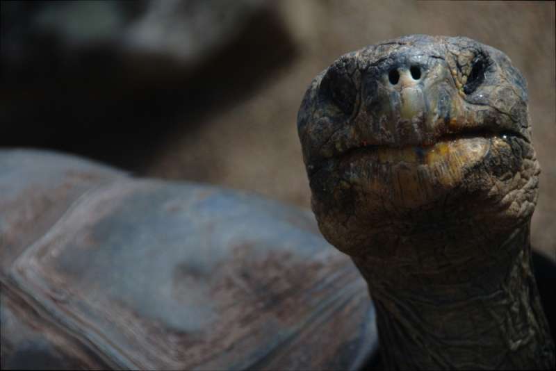 tortoise, костенурка