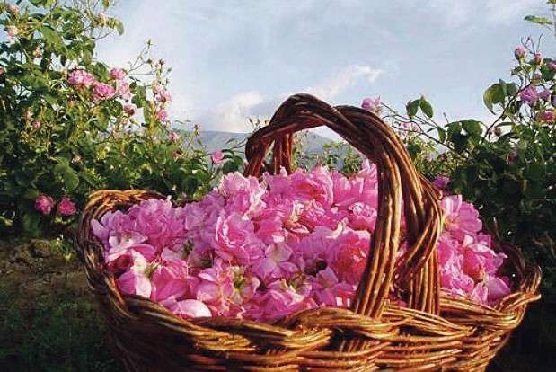 България е на първо място в света в производството на розово масло.