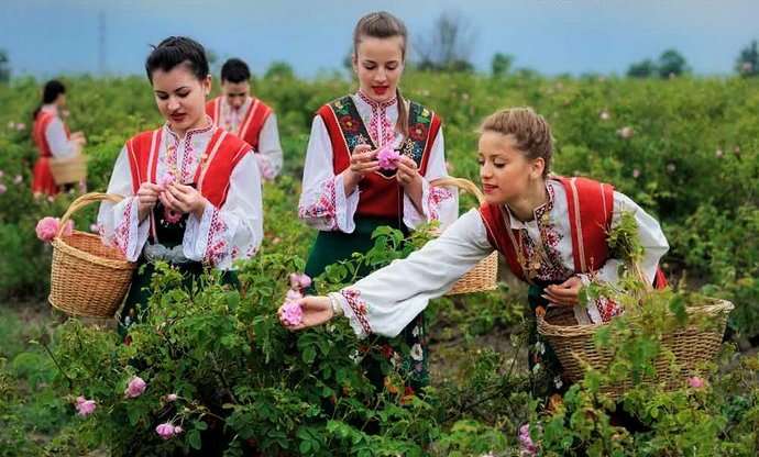България е на първо място в света в производството на розово масло.