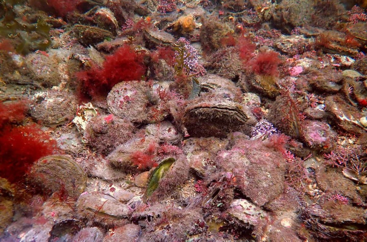 Изображение на "плоски" стриди към проекта