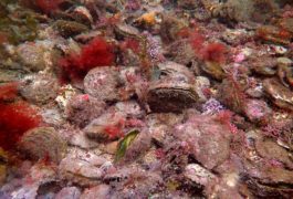 Изображение на 