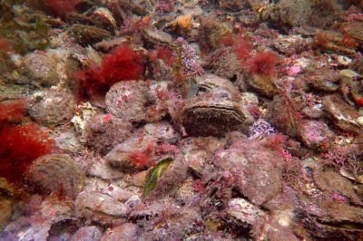 Изображение на 