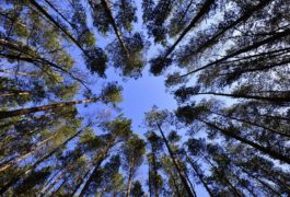 дървета снимани високо към небето