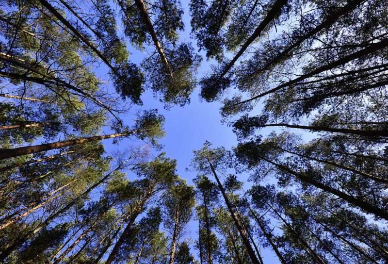 дървета снимани високо към небето