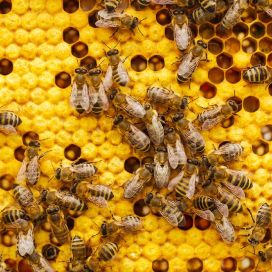 Роботизирана пчелна пита и помощта и за пчелите през зимата