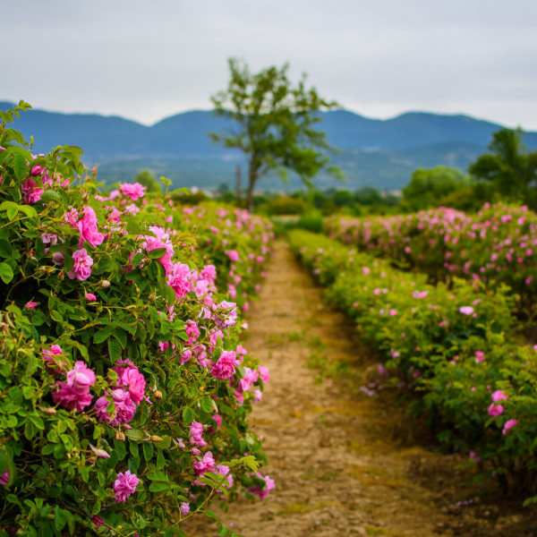 поле изпълнено с роза дамасцена